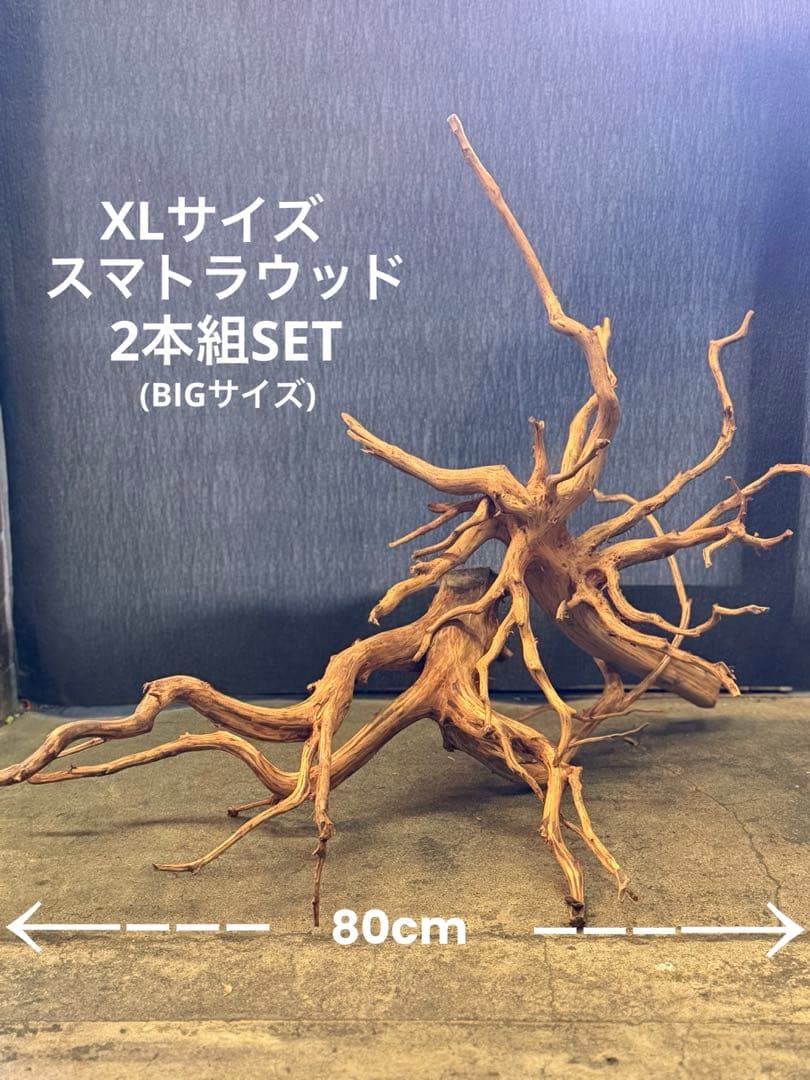 スマトラウッド・ブランチウッド 流木(大)2本組SET アクアリウム＆テラリウム