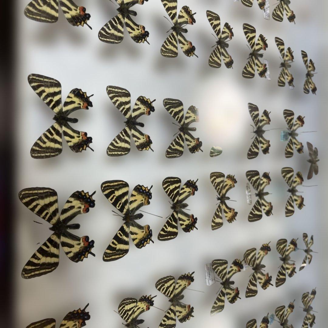 ギフチョウ　ドイツ箱入り