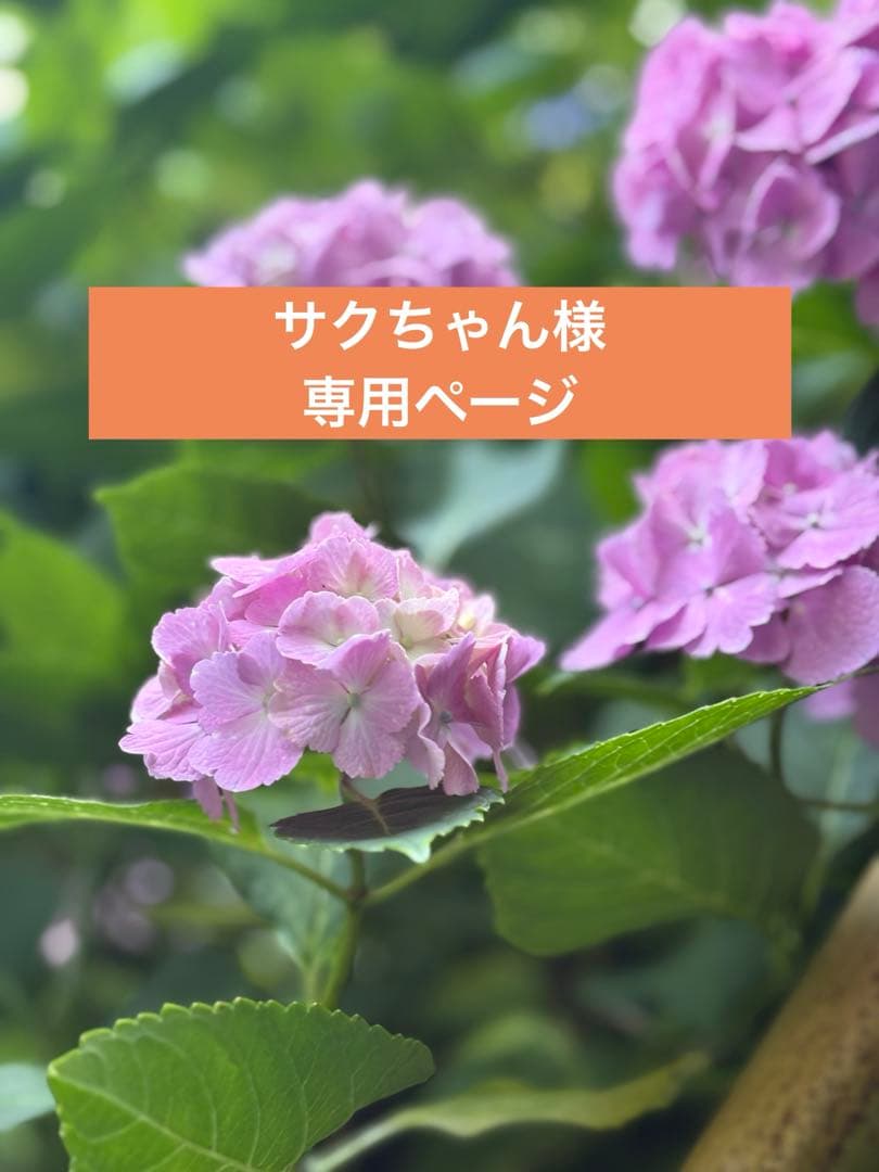 サクちゃんページ