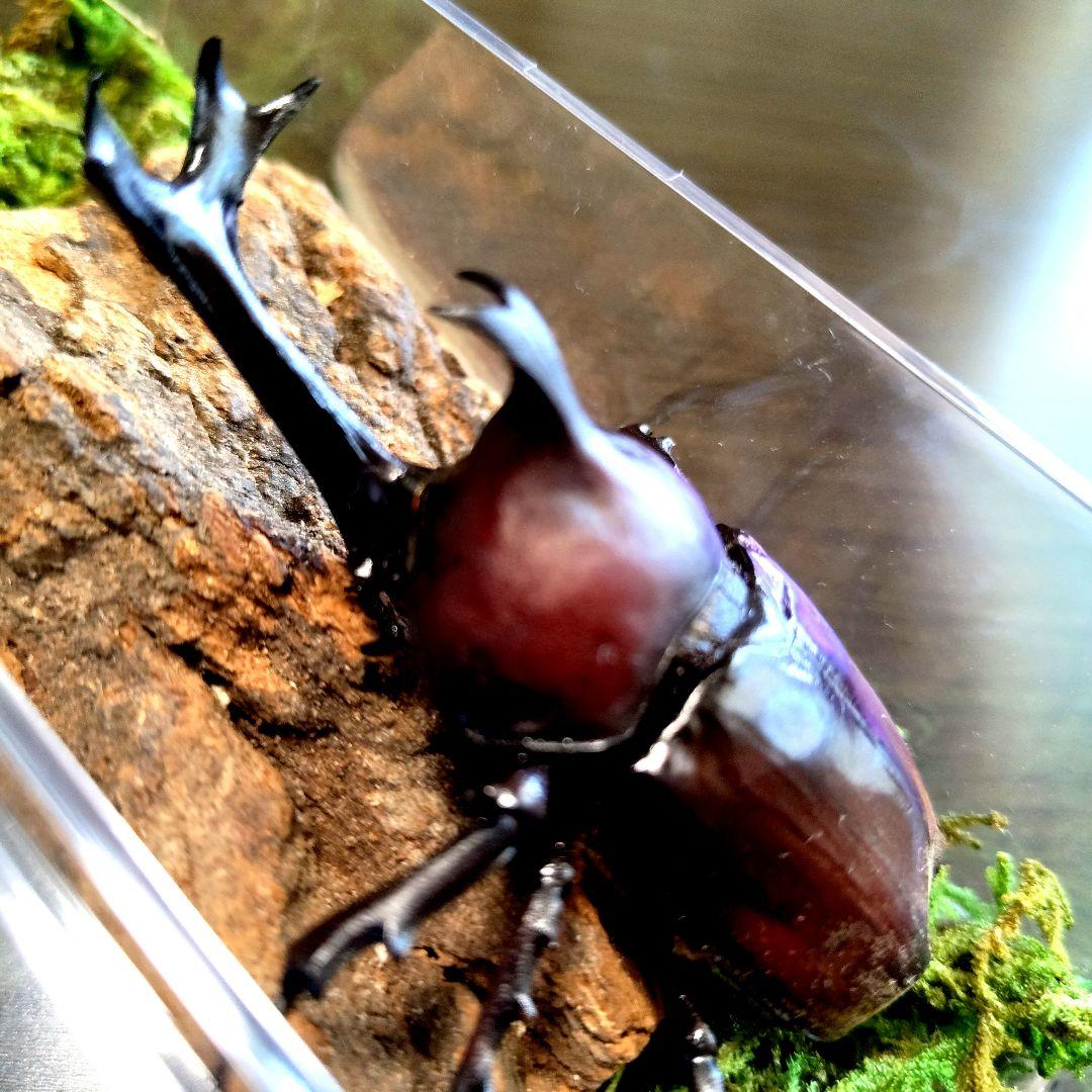 野生超特大巨大頭角カブトムシ標本82mm頭角幅20.5mm胸角幅5.9mmぐらい