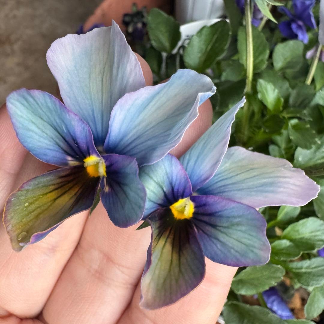 ビオラ　パンジー　すみれ図鑑