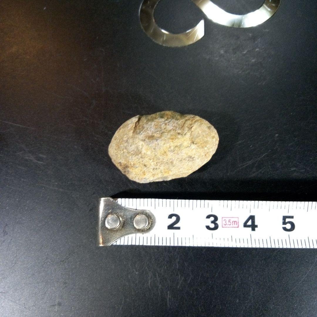 三葉虫　化石　fossil　海　ボリビア産　trilobite　海生動物種別②