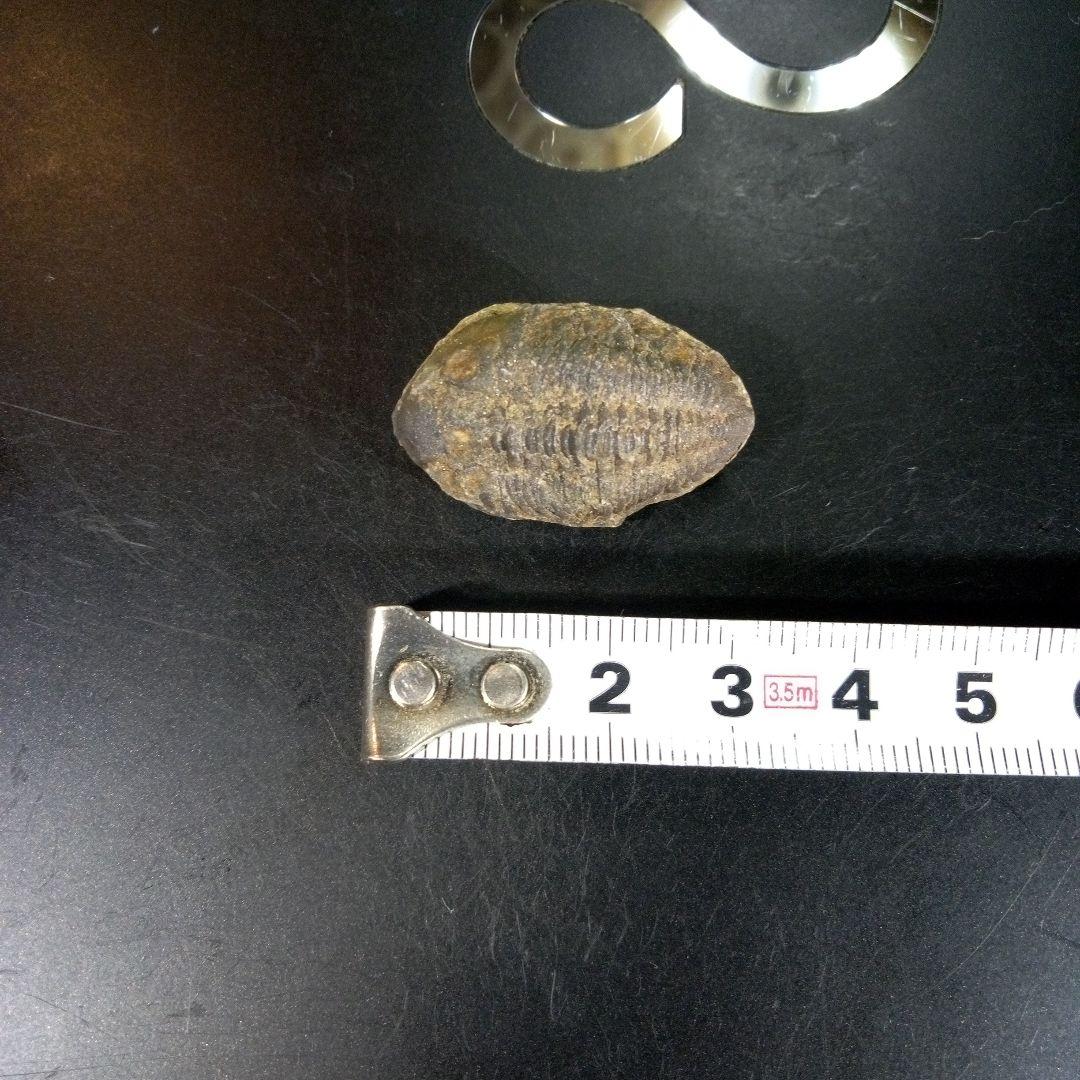 三葉虫　化石　fossil　海　ボリビア産　trilobite　海生動物種別②