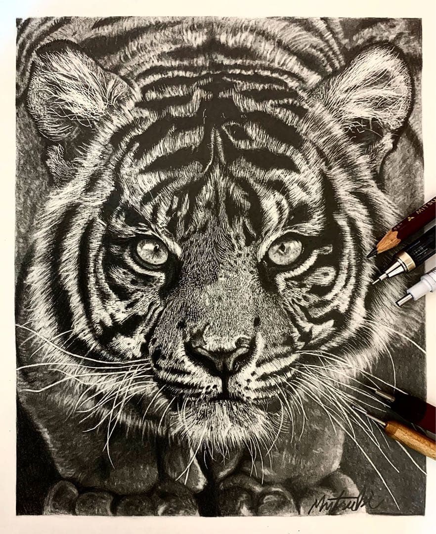 虎 鉛筆画