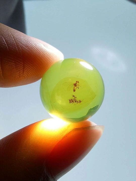 アンバー 琥珀 虫入り琥珀 ホソヒラタアブ  天然石  虫入り 価値上がる