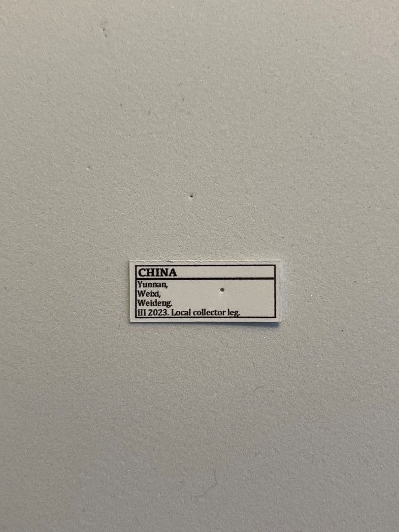 【蜻蛉希少種】キマダラオオキバヘビトンボ オオアゴヘビトンボ 昆虫標本