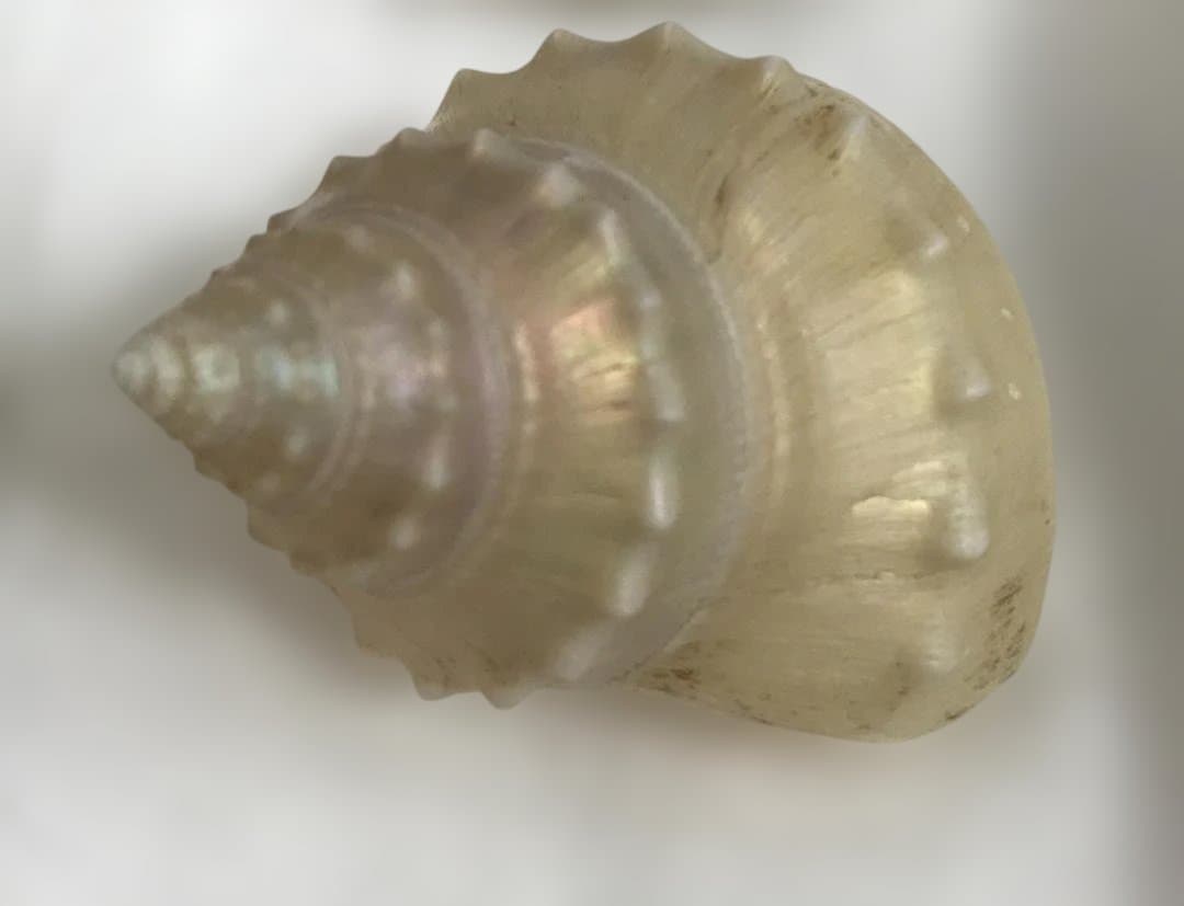 【博物館級・来歴明確】貝殻標本コレクション 6点／学名・採集地・採集年・水深記録