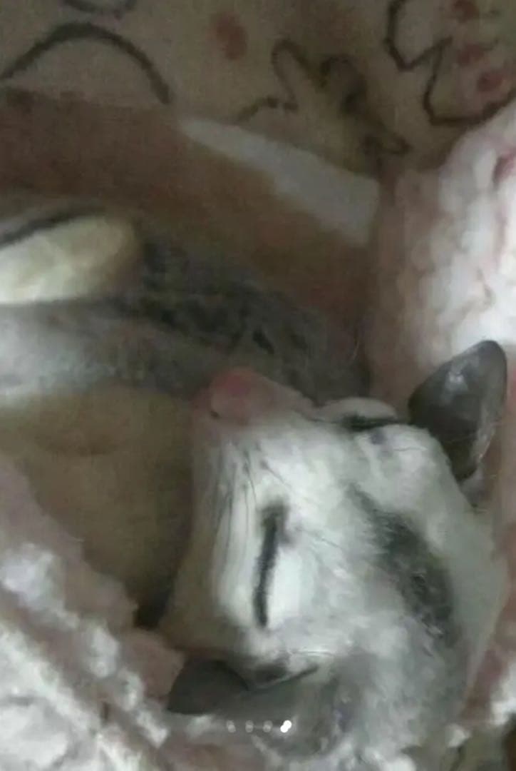 モモンガハウス (キャンディ柄)ボアピンク  1850円