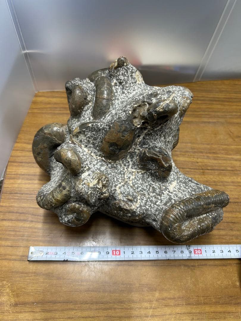 【希少】異常巻き　アンモナイト　化石　ヘテロマーファ　スカフィテス属　4730g