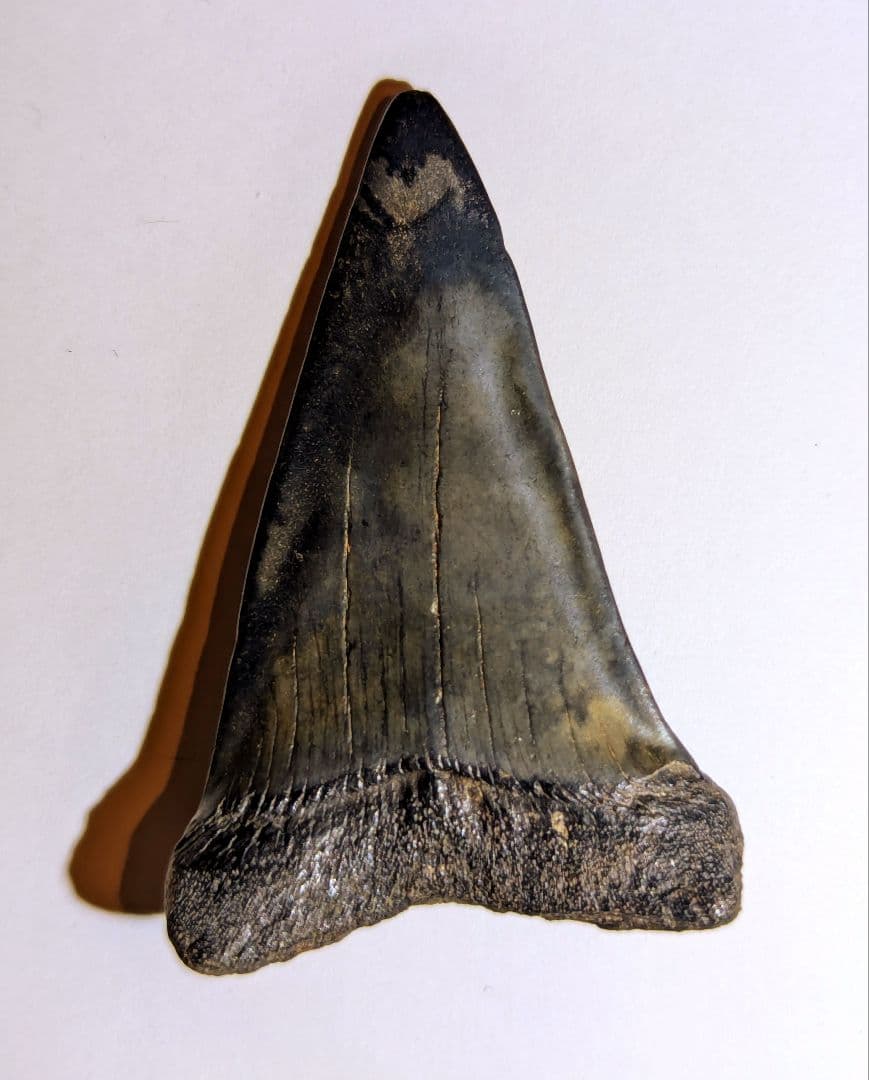 ホホジロザメ　ハスタリス　サメの歯化石