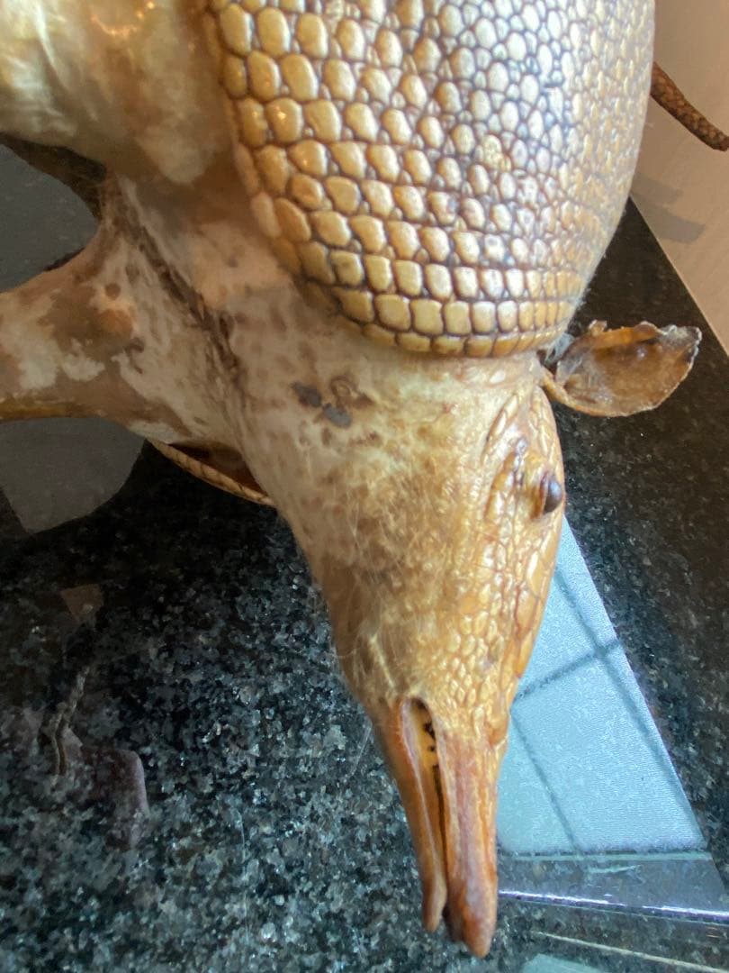 アルマジロ剥製 置物 インテリア 置き物 哺乳類 被甲目 標本 オブジェ 珍獣