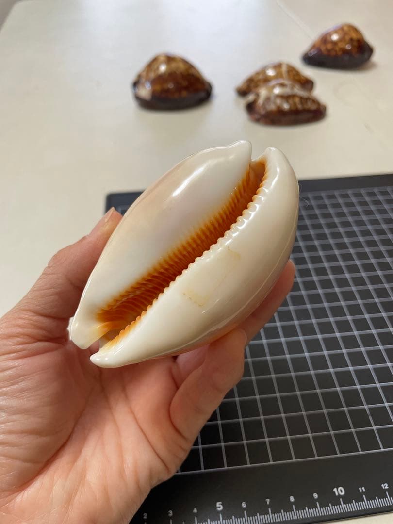 ナンヨウダカラ　貝殻　標本