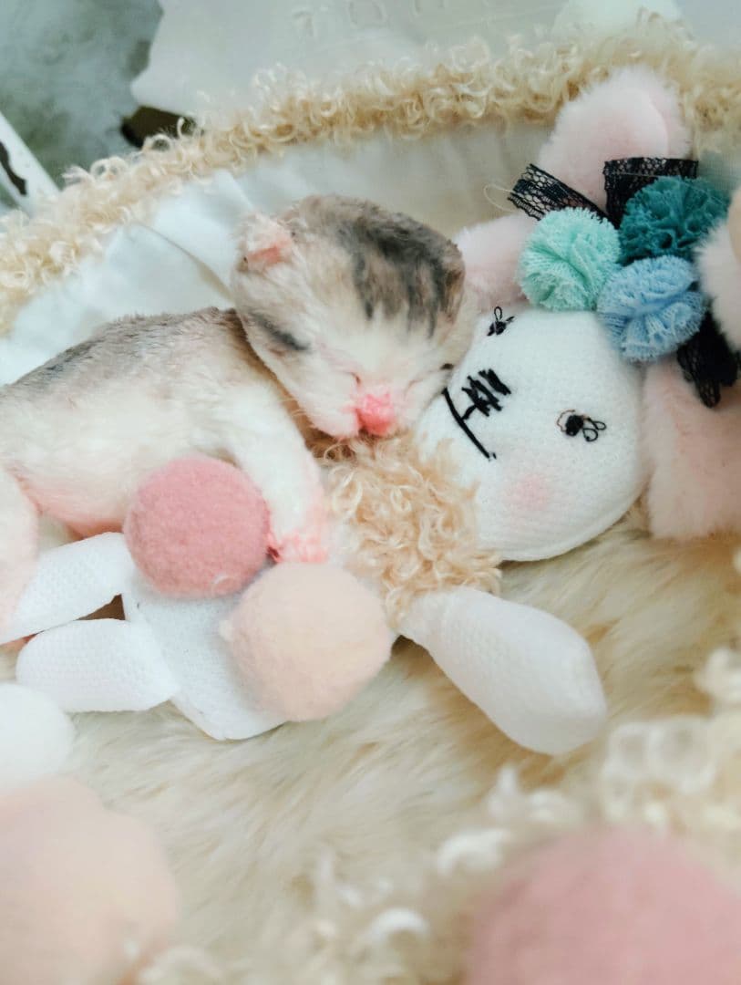 お世話してね❤生後１日子猫ちゃん♡バスケットとクマたん♡アートドール♡ぬいぐるみ