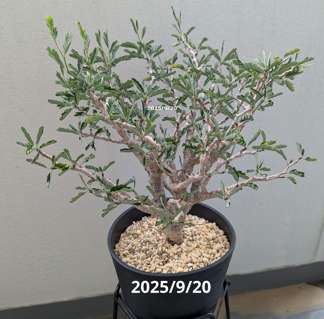 火*＠様 1/31までセール！センナ メリディオナリス　美株