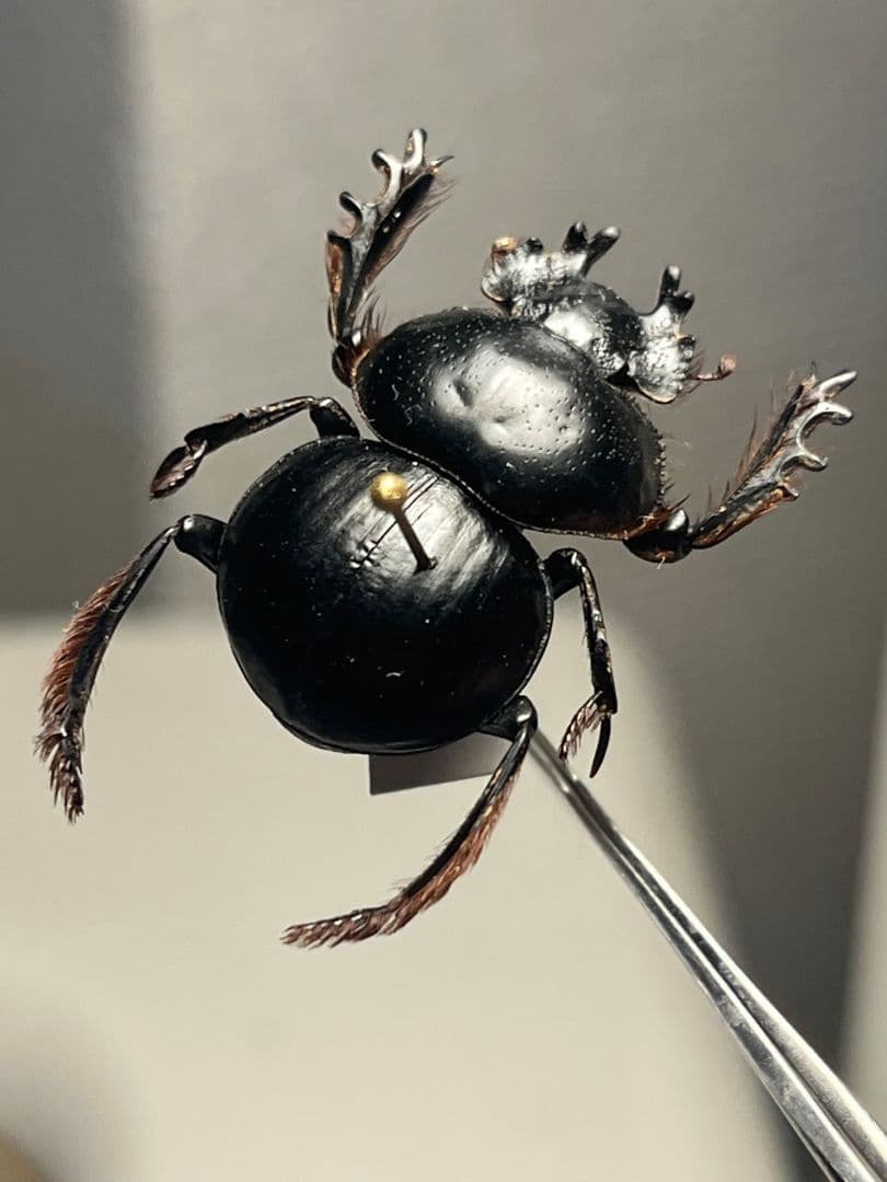 【24mm♂】クモガタタマオシコガネに酷似のPachysoma標本　糞虫