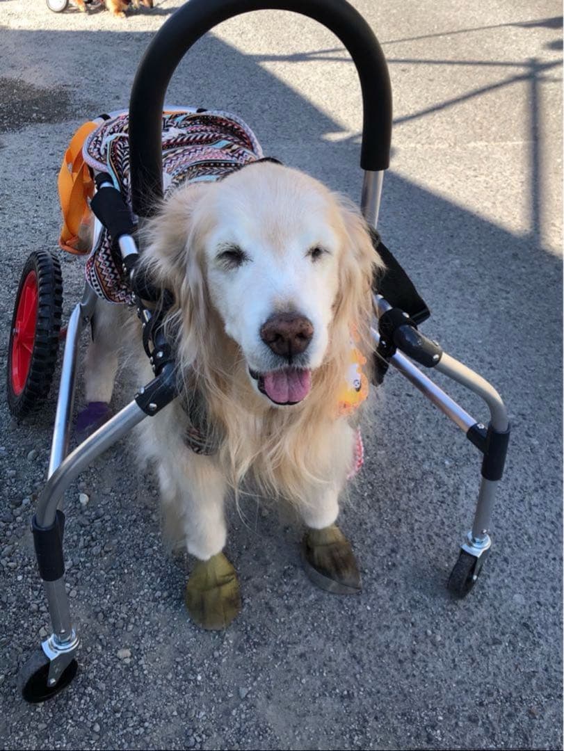 犬用車椅子　四輪（大型犬用）