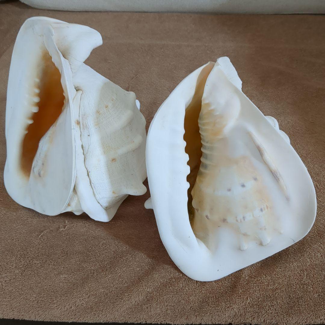 白色貝殻 2個セット