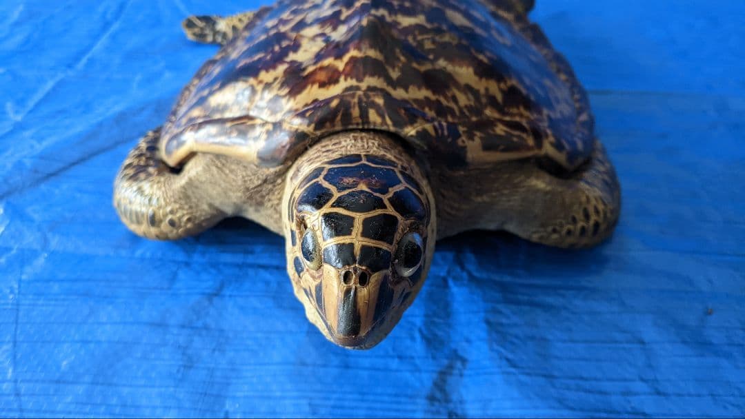 ③うみがめ〚タイマイ〛の剥製　 　壁掛けフックつき