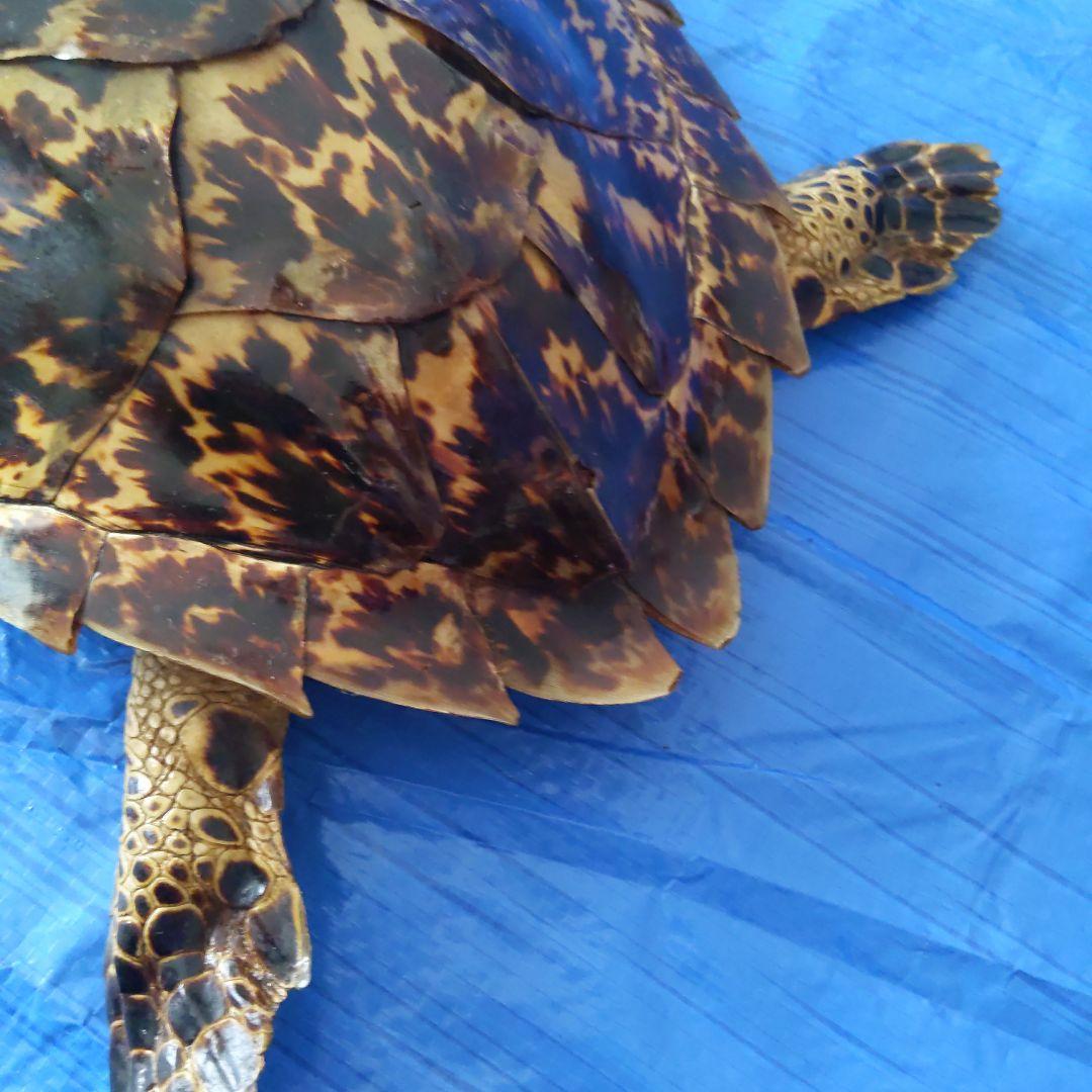 ③うみがめ〚タイマイ〛の剥製　 　壁掛けフックつき