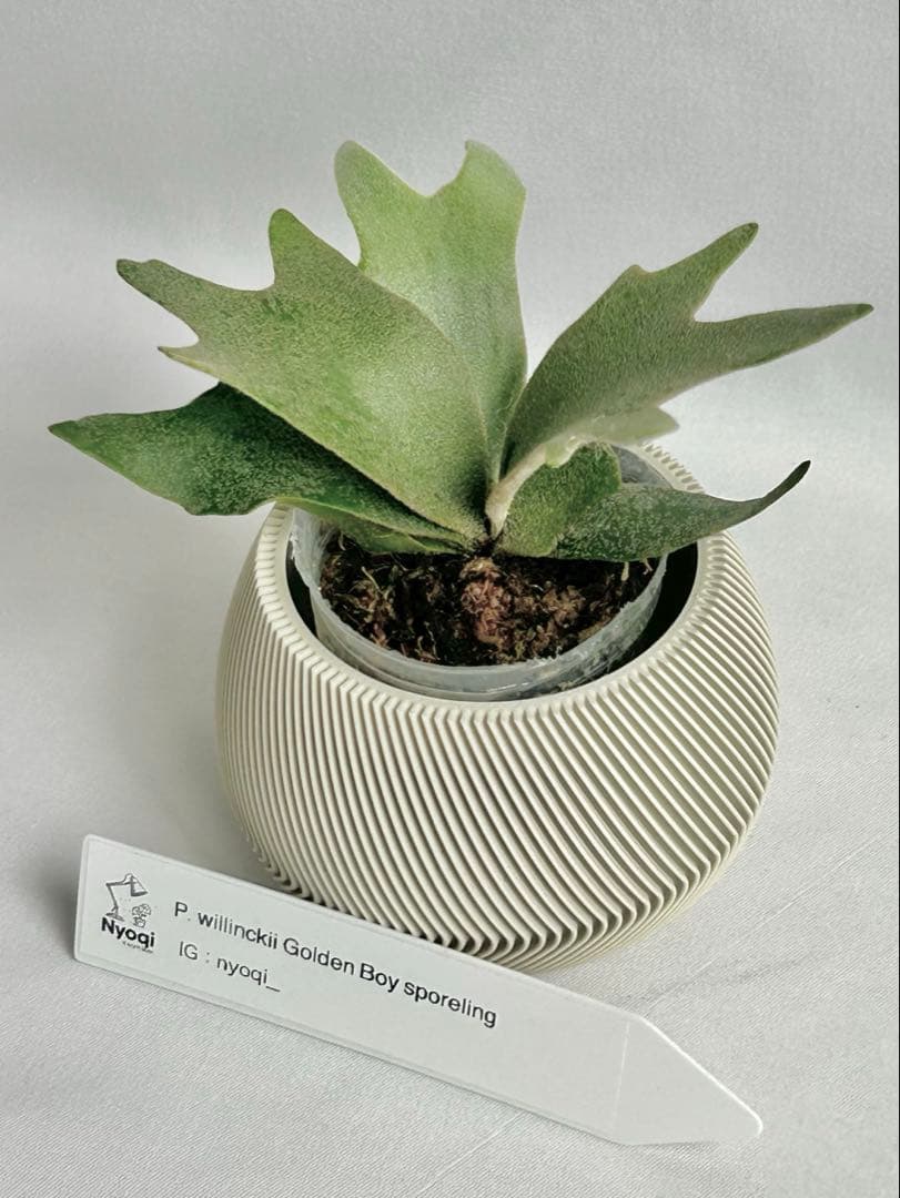【メルカリ便】P. wilinckii Golden Boy spore【17】