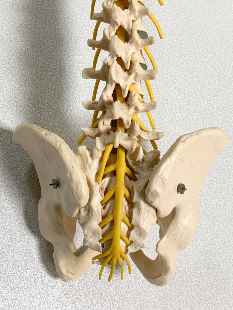 人体脊椎模型 可動式 約85cmカイロプラクティック 全健会 コタロウ ドイツ製