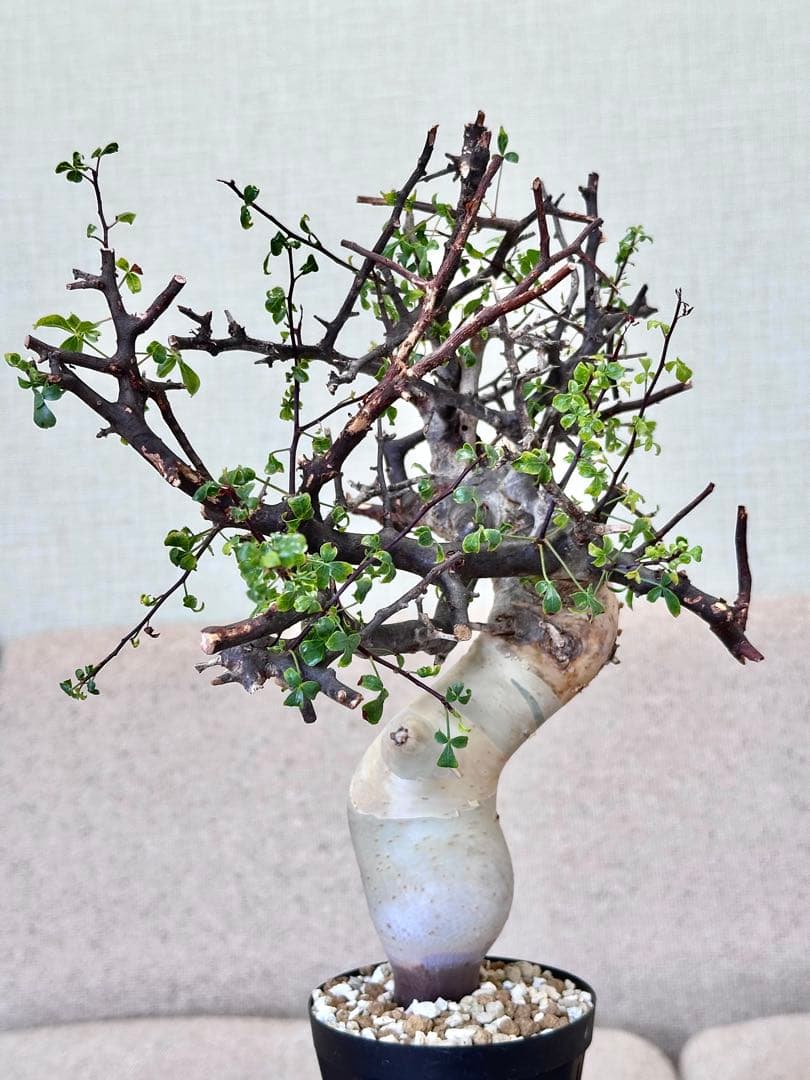 コミフォラ ピュアカタフ ソマリア産 コレクション 多枝