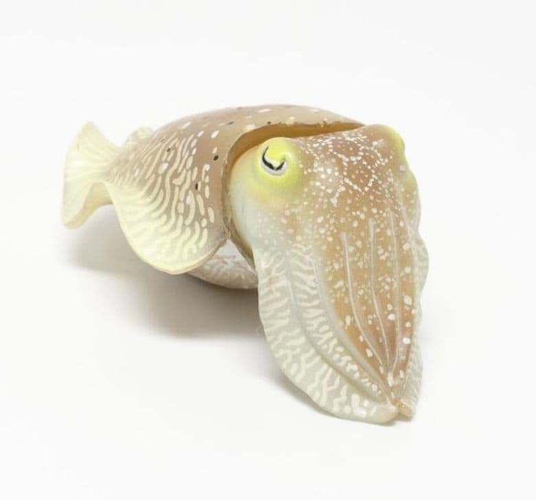 美品　ネイチャーテクニカラー　鳥羽水族館　コブシメ　立体コレクション