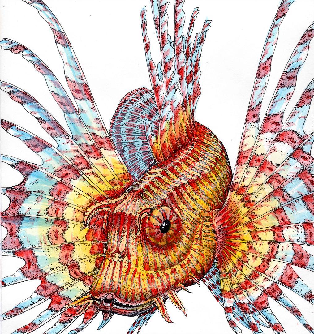 ネイチャーアート「ミノカサゴ」　水彩画