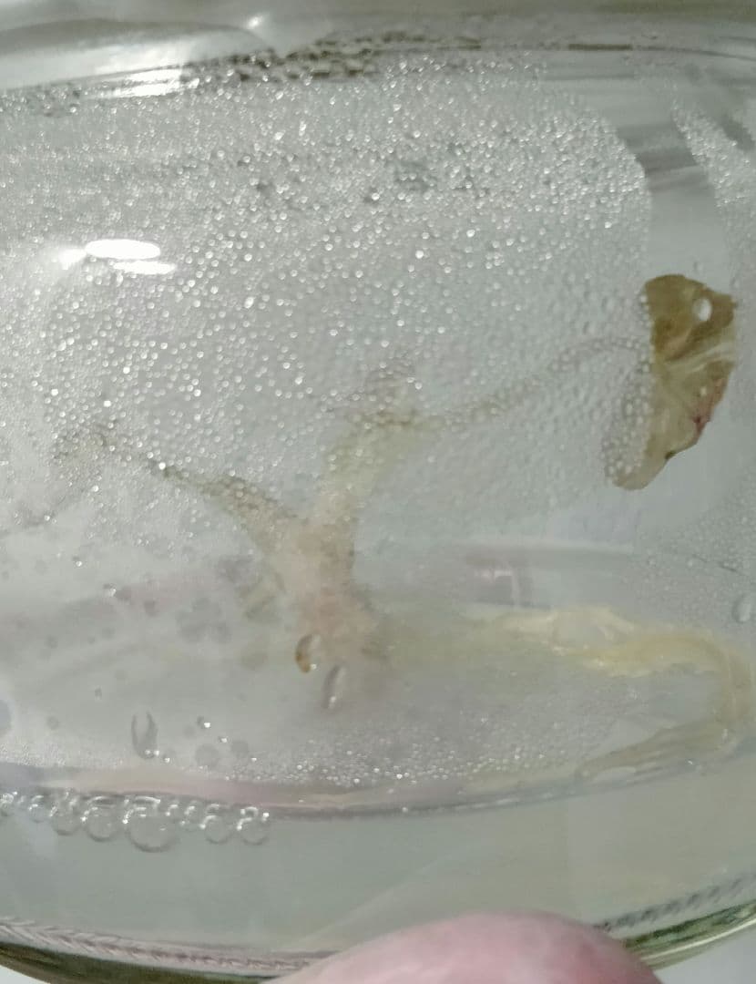 アロカシア クプレア ピンク斑入り Alocasia Cuprea Pink