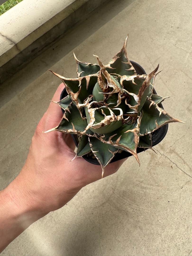 アガベ Hans実生01