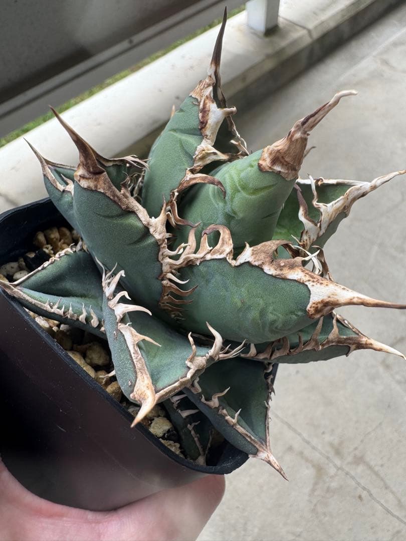 アガベ Hans実生01