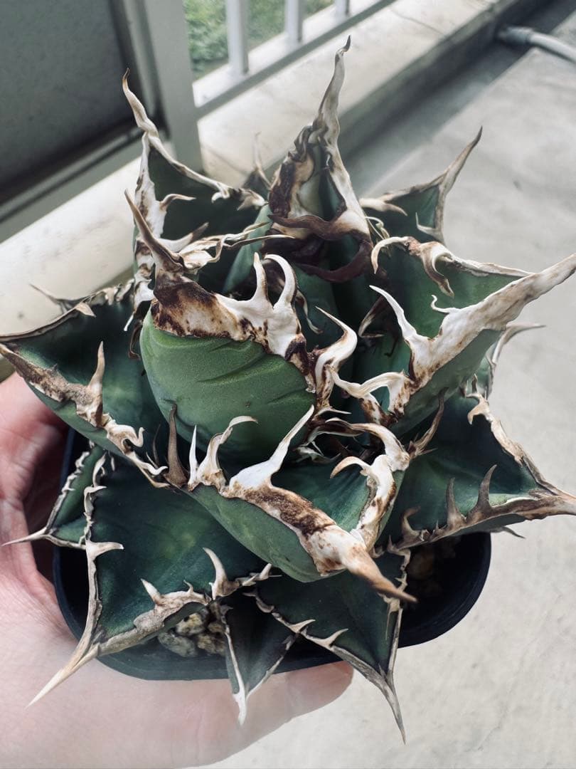 アガベ Hans実生01