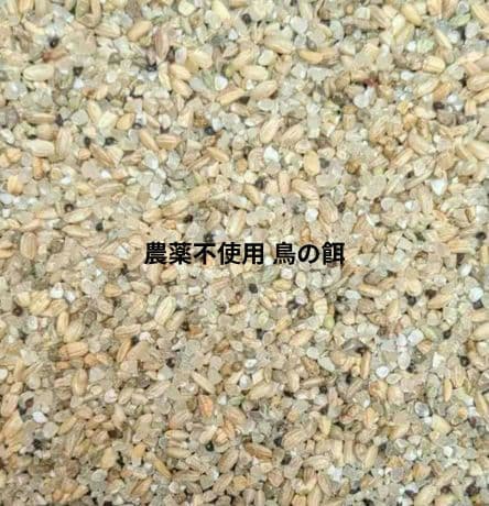 令和6年 山口県産 コシヒカリ くず米 小米 24.8kg 農薬不使用