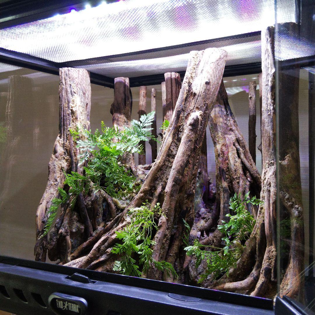 【受注生産】グラステラリウム3030　イモリウム　苔テラリウム　アクアテラリウム