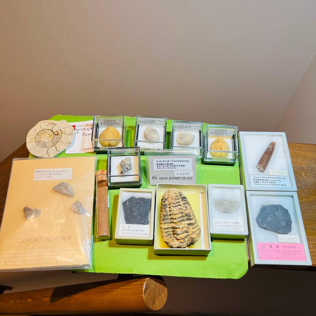 化石 まとめ売り　三葉虫　貝　シダ　ウニ　アンモナイト