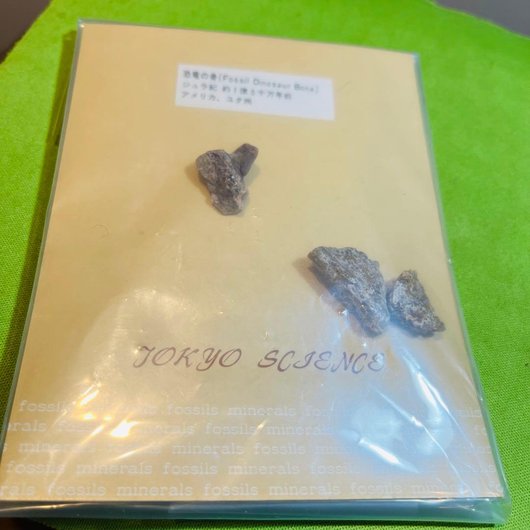 化石 まとめ売り　三葉虫　貝　シダ　ウニ　アンモナイト