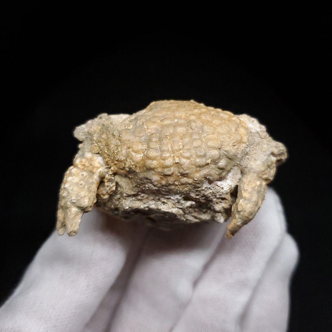 美品 カニ 本物 化石 産 48.53mm  fcr6