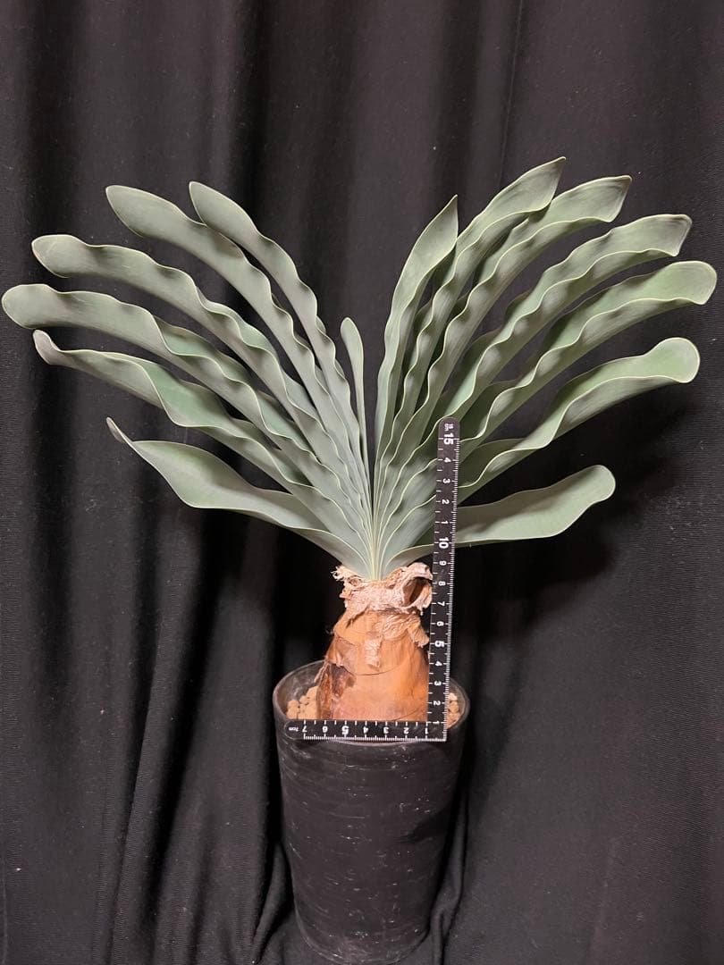 ブーファン ハエマンソイデス