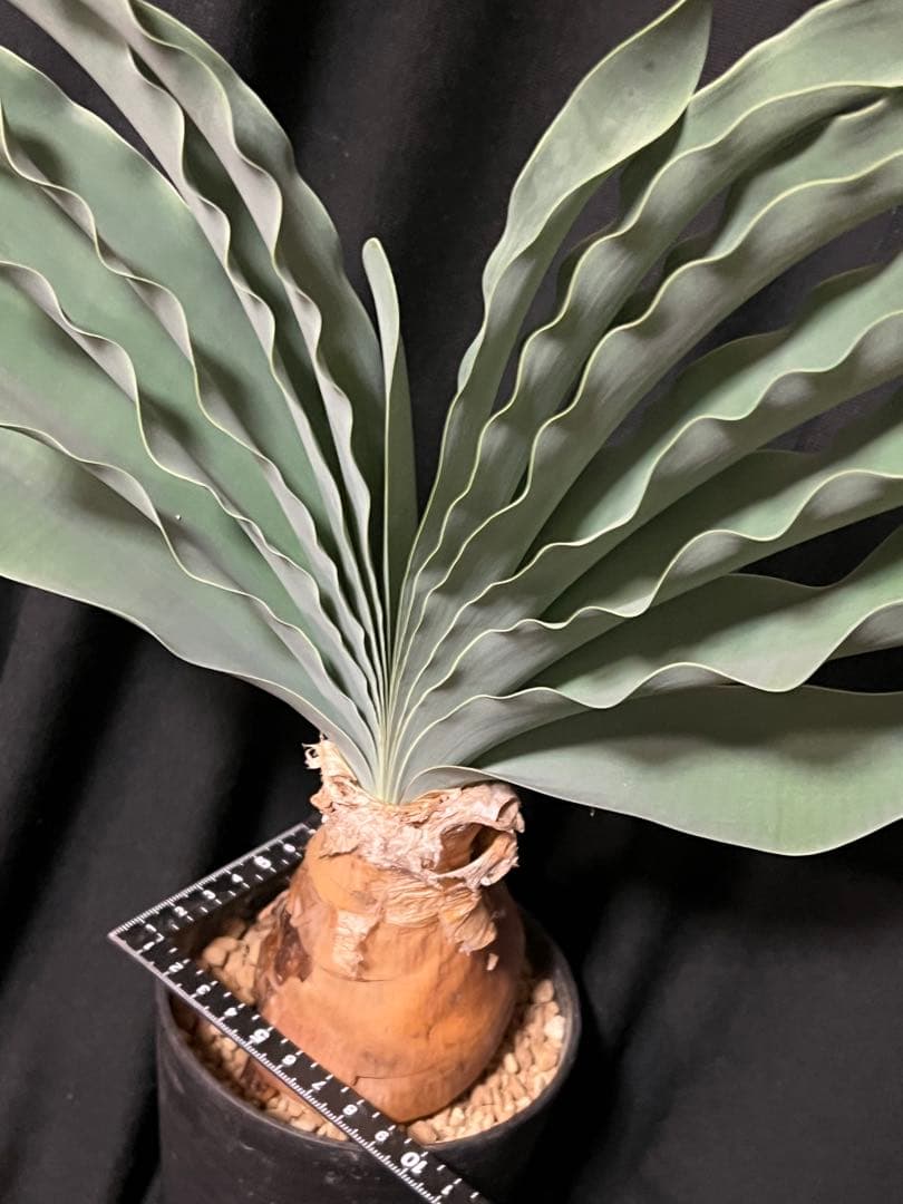 ブーファン ハエマンソイデス