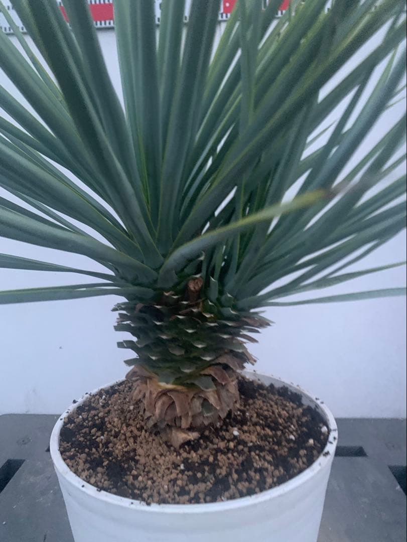 ユッカ　リギダ　分頭　　白鉢