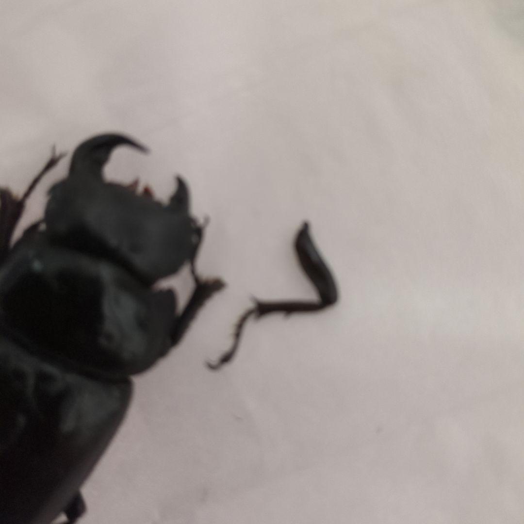 オオクワガタ能勢三草山産 推定ｆ11雄雌モザイク