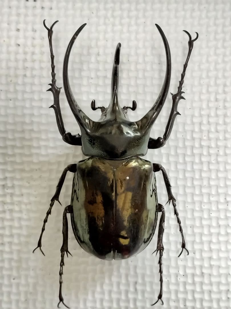 大型アトラスオオカブトムシ標本