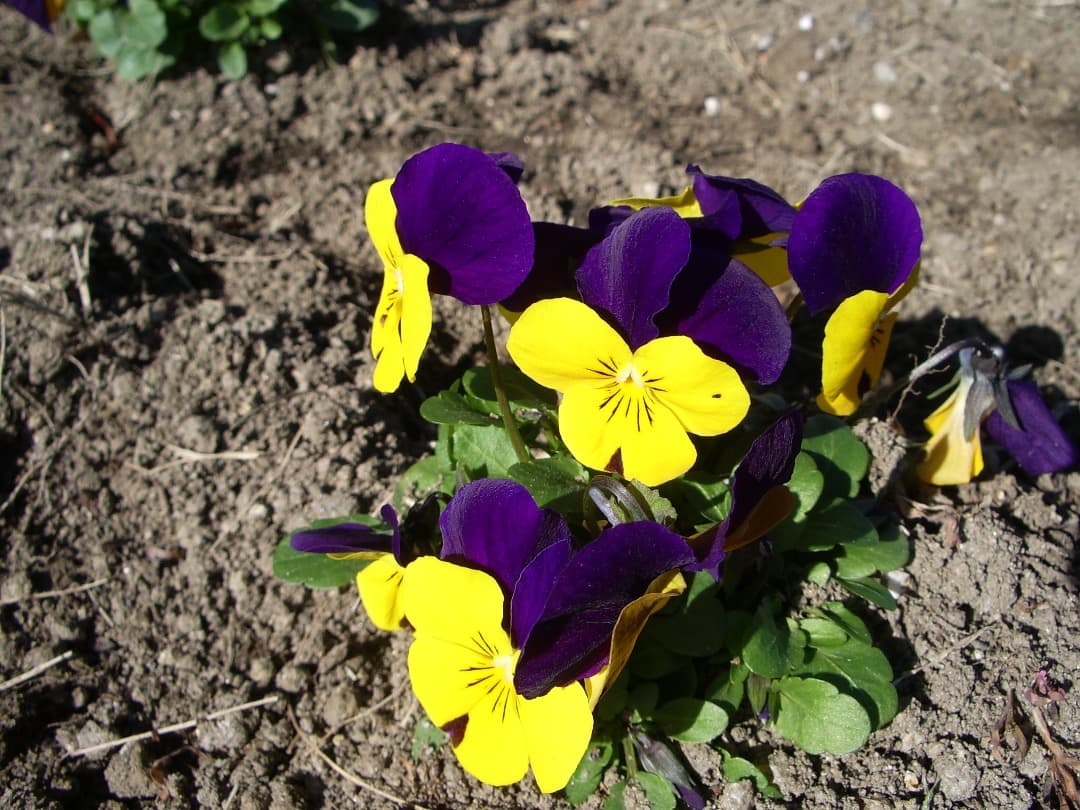 乾電池式/実写美⭕️【動作確認済】　PENTAX Optio S55