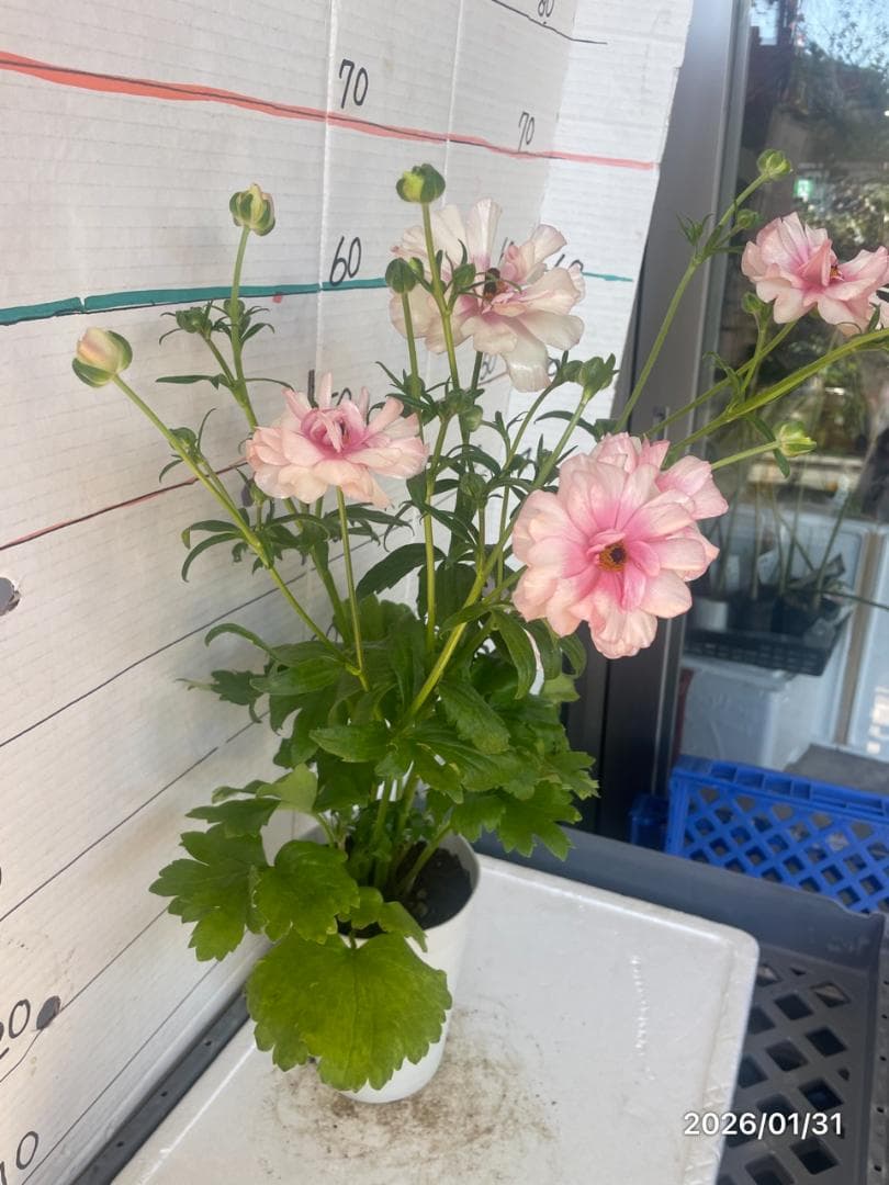 NEO　　ラナンキュラス ラックス 　6鉢