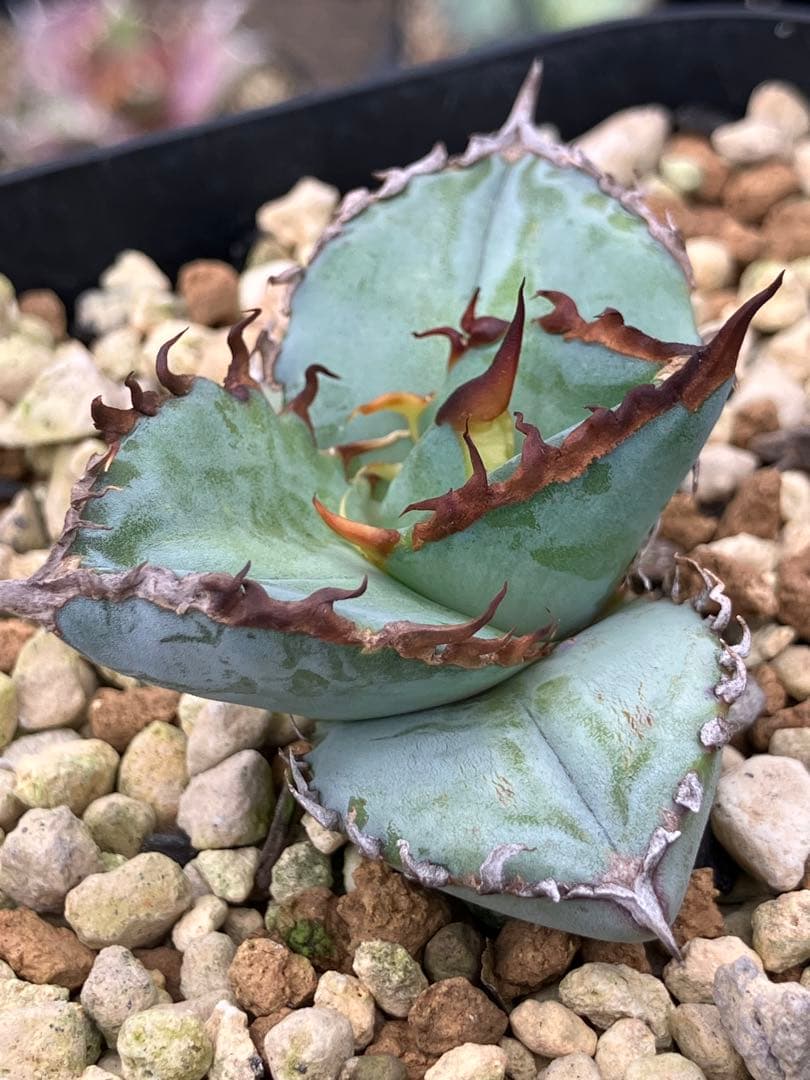 アガベ チタノタ ブルー 実生　鉢ごと発送