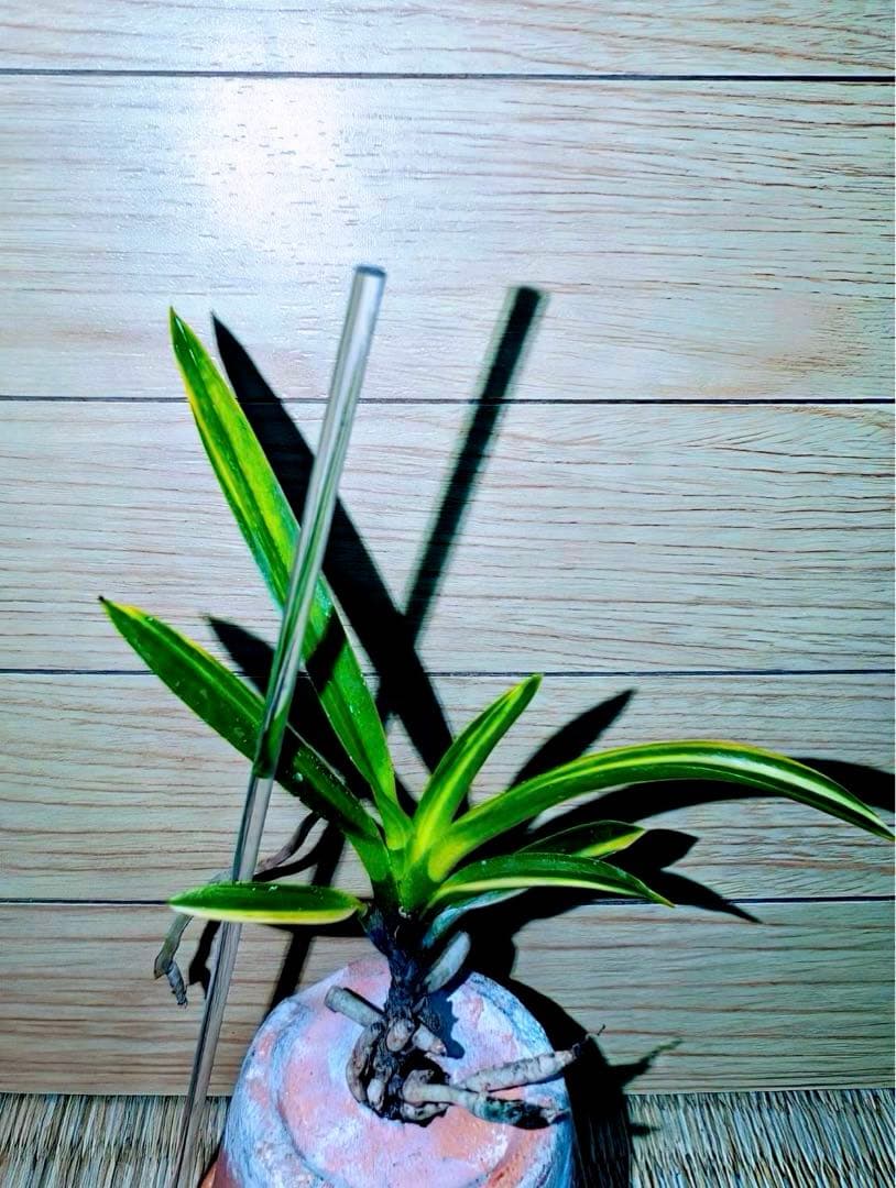 【年末特価品】富貴蘭「鈴木羆」超期待大品