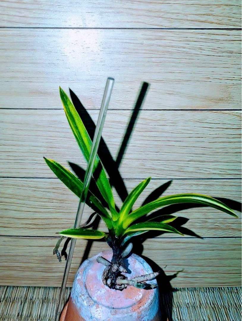 【年末特価品】富貴蘭「鈴木羆」超期待大品