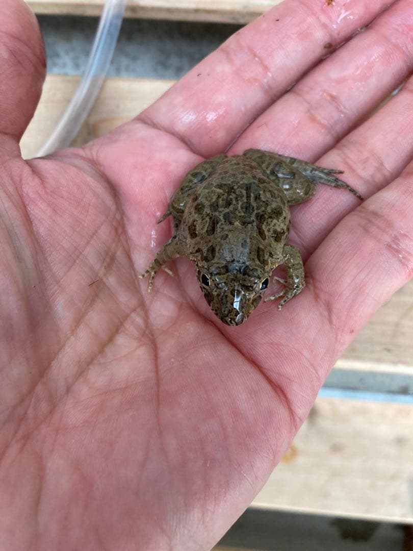 冷凍カエル【Lサイズ　100匹】餌用カエル 約4.5cm 大型魚　爬虫類　蛇　餌