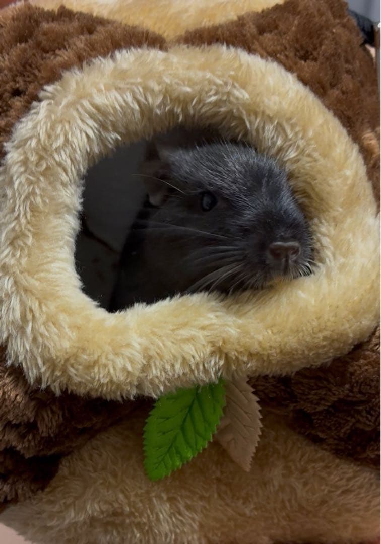 デグーズ 見本購入不可