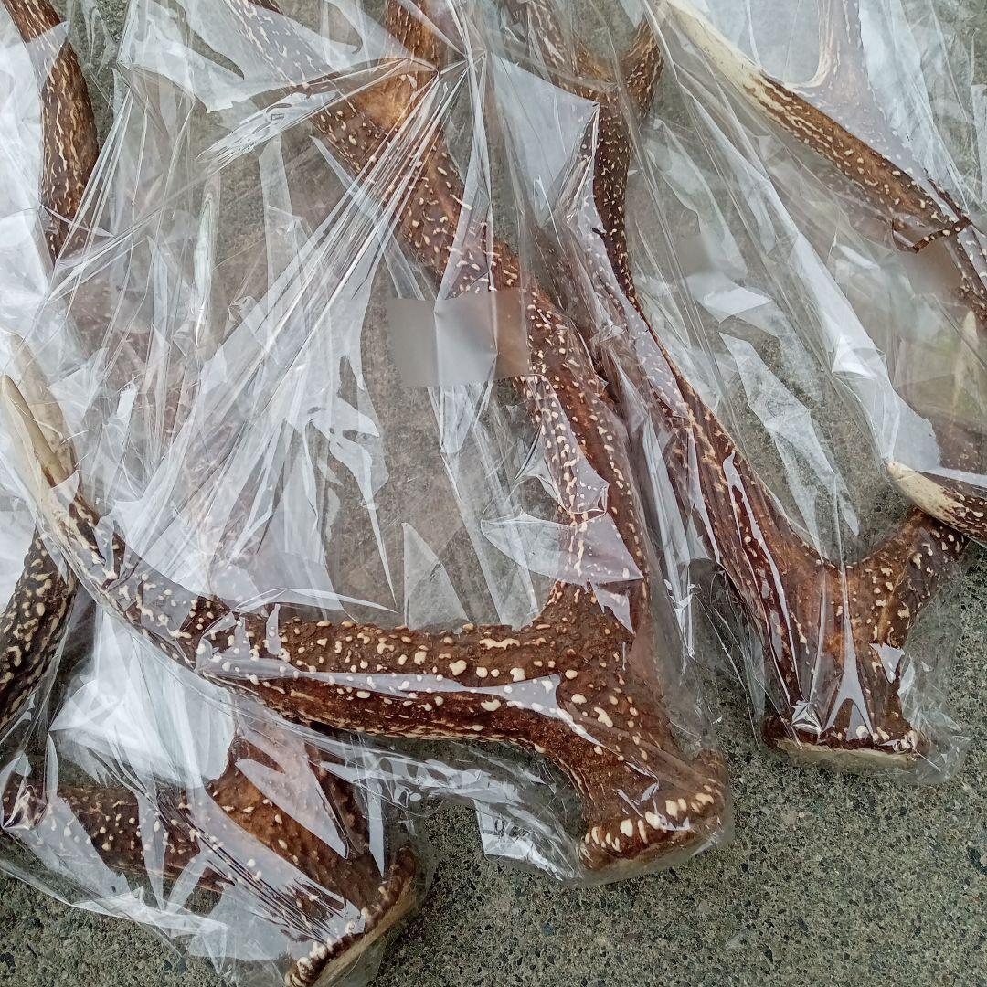 鹿の角 5本セット